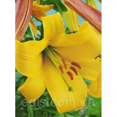 Лілія LO гібрид Deliana (Делиана) 1 цибулина 12/14