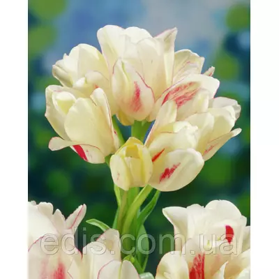 Тюльпан мультіфлора Candy club (Кенді Клаб) 3 цибулинки