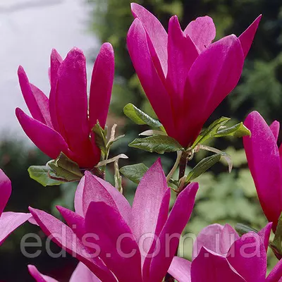 Магнолія Susan у контейнері