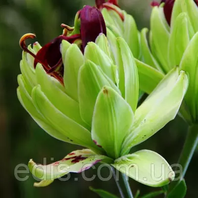 Лілія азіатська махарова Mistery Dream (Містері Дрім) калібр цибулини 14/16