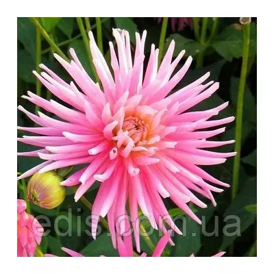 Жоржина Кактусова Princess Park