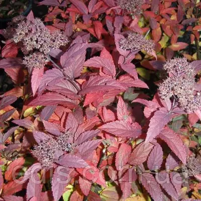 Спірея Froebeliii в контейнері 0,5 л.