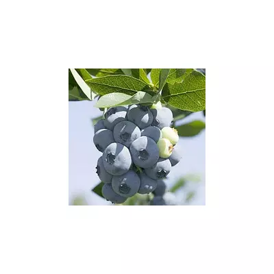 Лохина Торо (середньостигла)