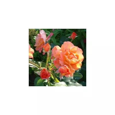 Троянда в'юнка Вестерленд (Westerland)