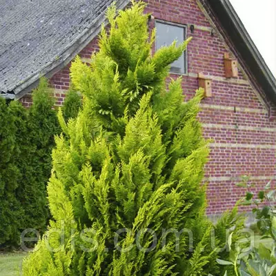 Кипарисовик Ivonne (Івонна) у контейнері 2 л