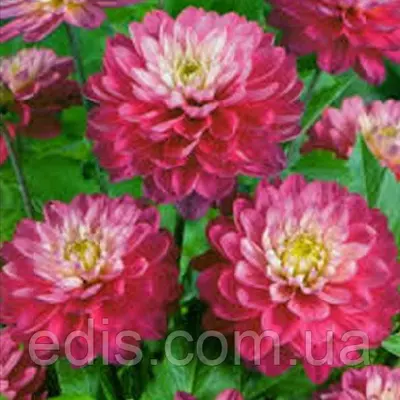 Жоржина низькоросла Melody Lizza