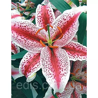 Лілія орієнтальна тигрова Tigerwoods (Тайгервудс) 1 цибулина 12/14