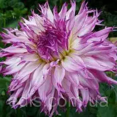 Жоржина Фимбриата Snoho Diane