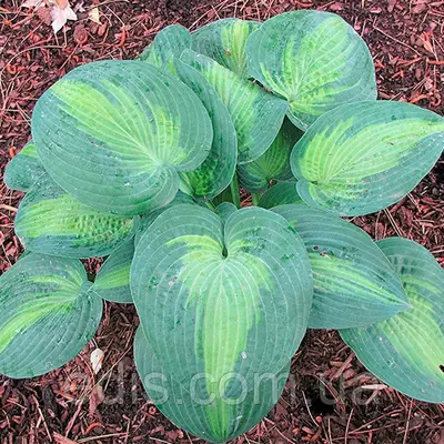 Хоста Blue Shadows кореневище