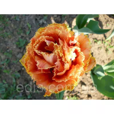 Тюльпан махровий оторочений Sensual Touch (Сеншуал Тач), 3 цибулини