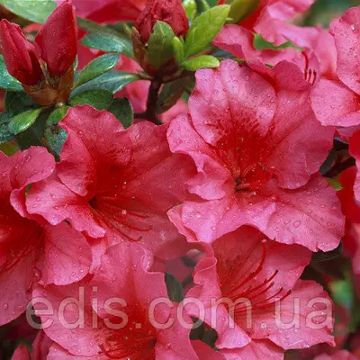 Рододендрон Arabesk (азалія японська) в контейнері