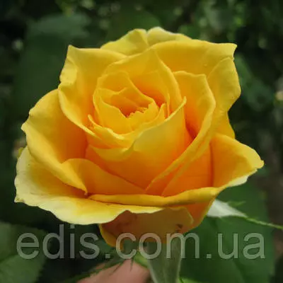 Троянда Папілон (Papillon) чайно-гібридна