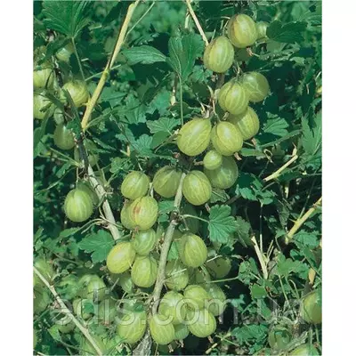 Агрус Інвікта (середньостиглий)