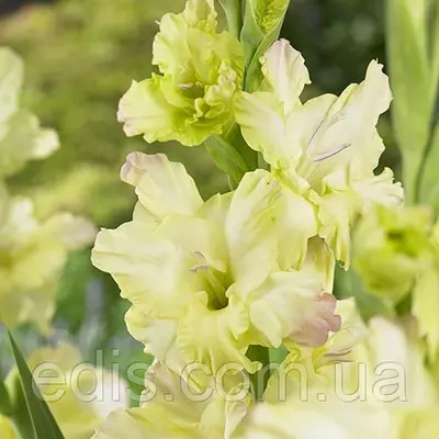 Гладіолус Alicia 3 шт./уп., великоквітковий