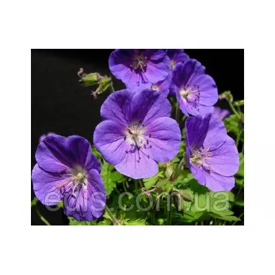 Садова Герань гімалайська Gravetye у контейнері
