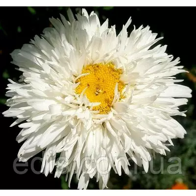 Королицю (ромашка садова) Crazy Daisy (Крейзі Дейзі)