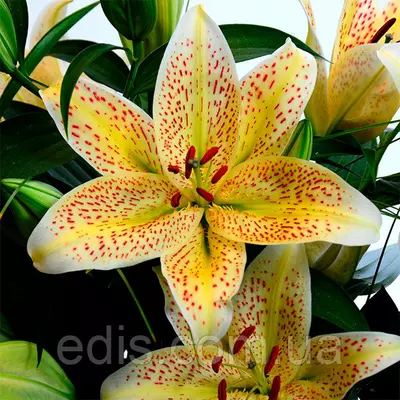 Лілія орієнтальна тигрова Tigermoon 1 цибулина 12/14