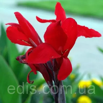 Канна низькоросла Cherry Red