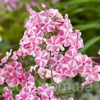 Флокс Peppermint Twist кореневище