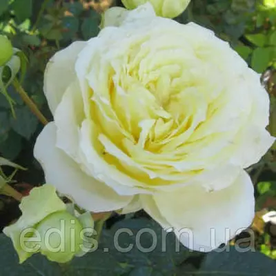 Троянда в'юнка англійська Ельф (Elfe)