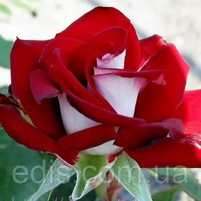 Троянда Альянсу ( Alliance ) чайно-гібридна