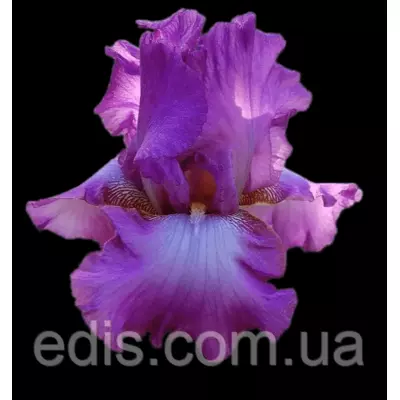 Ірис високий бородатий Lorilee (Лорілі)