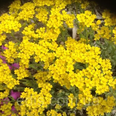 Аліссум скельний жовтий 0,2 г насіння Яскрава