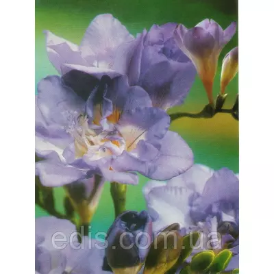 Фрезія махрова блакитна 5 цибулин