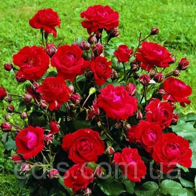 Троянда бордюрна Червона