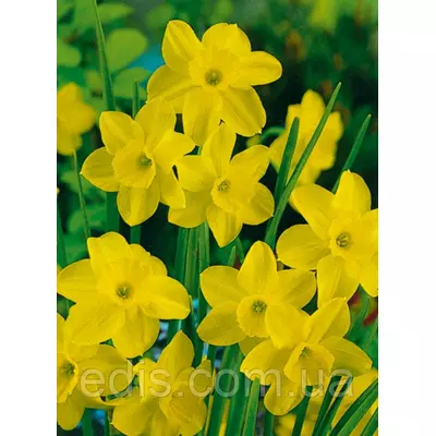 Нарцис Мініатюрний Threvitian 10/12 1 цибулина