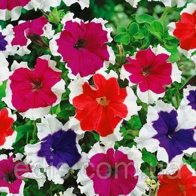 Петунія звисаюча Пікоті суміш, 0.005 г насіння Яскрава