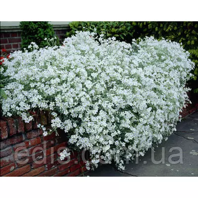 Роговик (ясколка) повстяний Сніговий килим, саджанець, Р9