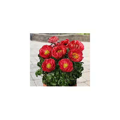 Півонія трав'яниста Moscow (Москва), кореневище в пакеті