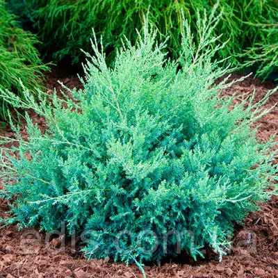 Ялівець козацький Glauca (Глаука) у контейнері