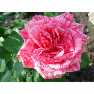 Троянда Пінк Интуишин (Pink Intuition) чайно-гібридна