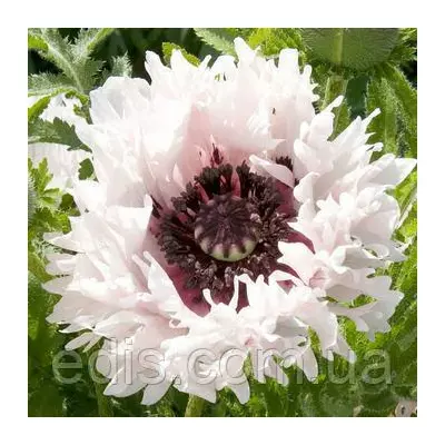 Мак багаторічний Miss Piggy