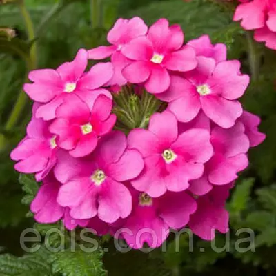 Вербена гібридна Рожева 0,1 г, насіння Яскрава
