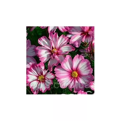 Космея Сенсація Пікоті 0,25 г, насіння Яскрава