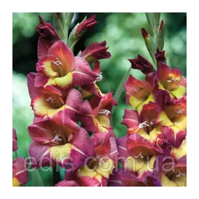 Гладіолус бамбіно Brescia (2 квітконоса) 3 шт./уп.