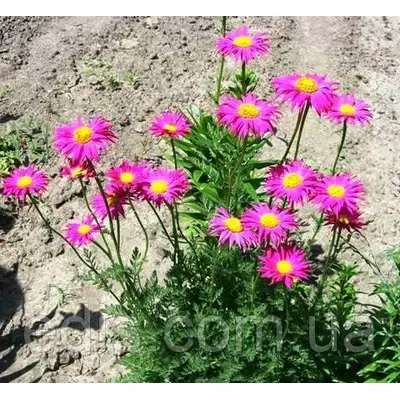 Піретрум гібридний (ромашка рожева) Brenda