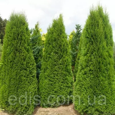 Туя Columna (Колумна) у контейнері