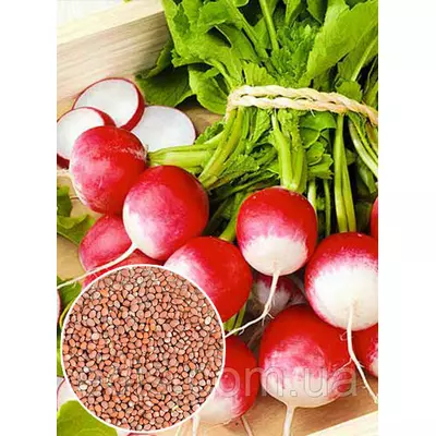 Редис КБК (Червоний з білим кінчиком) 100 г, вагове насіння Яскрава