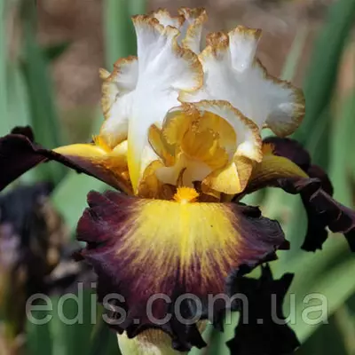 Ирис бородатый Super Hero (Супер Хироу)