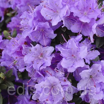 Рододендрон Ramapo