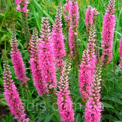 Вероніка довголиста Royal Pink (Ройял Пінк)