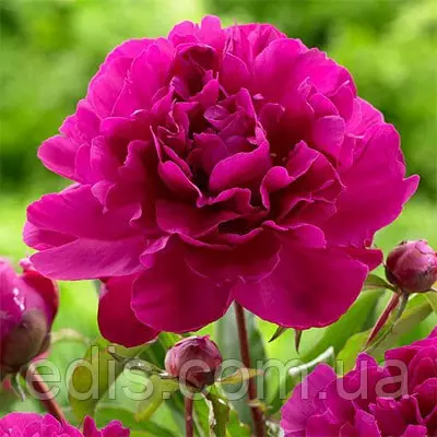 Півонія Bunker Hill кореневище