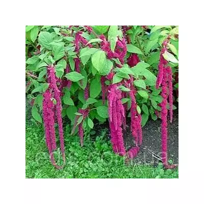 Амарант Хвостатий 0,5 г насіння Яскрава