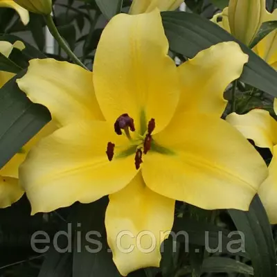 Лілія гігант Faconnable (Фэконнебл) 1 цибулина 14/16