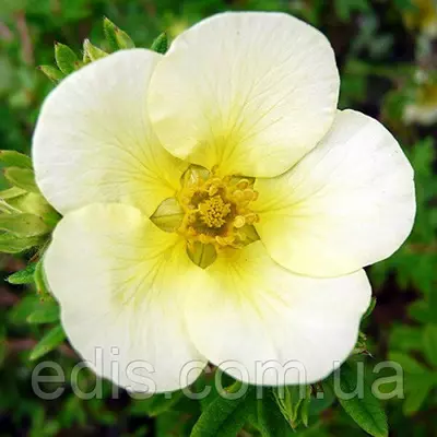 Перстач Limelight (Лайм лайт) у контейнері