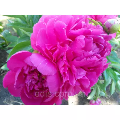 Півонія Riches and Fame (Ричз енд Фейм) кореневище